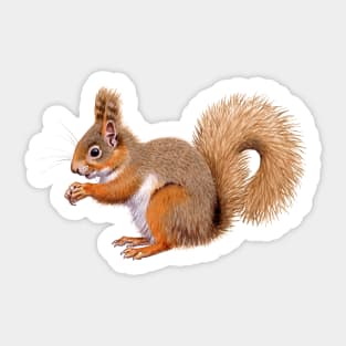 European Red Squirrel Sticker